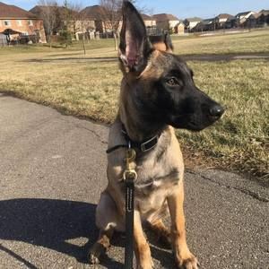 Meet your Posher, Robin